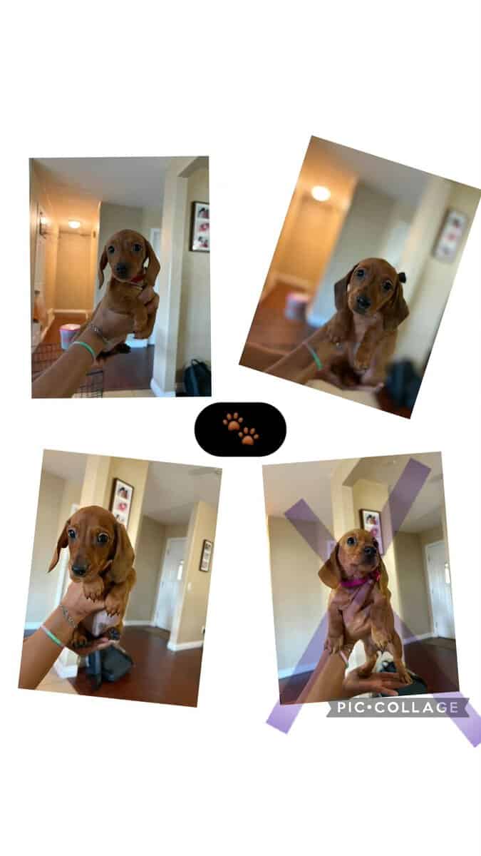 Dachshund image 1