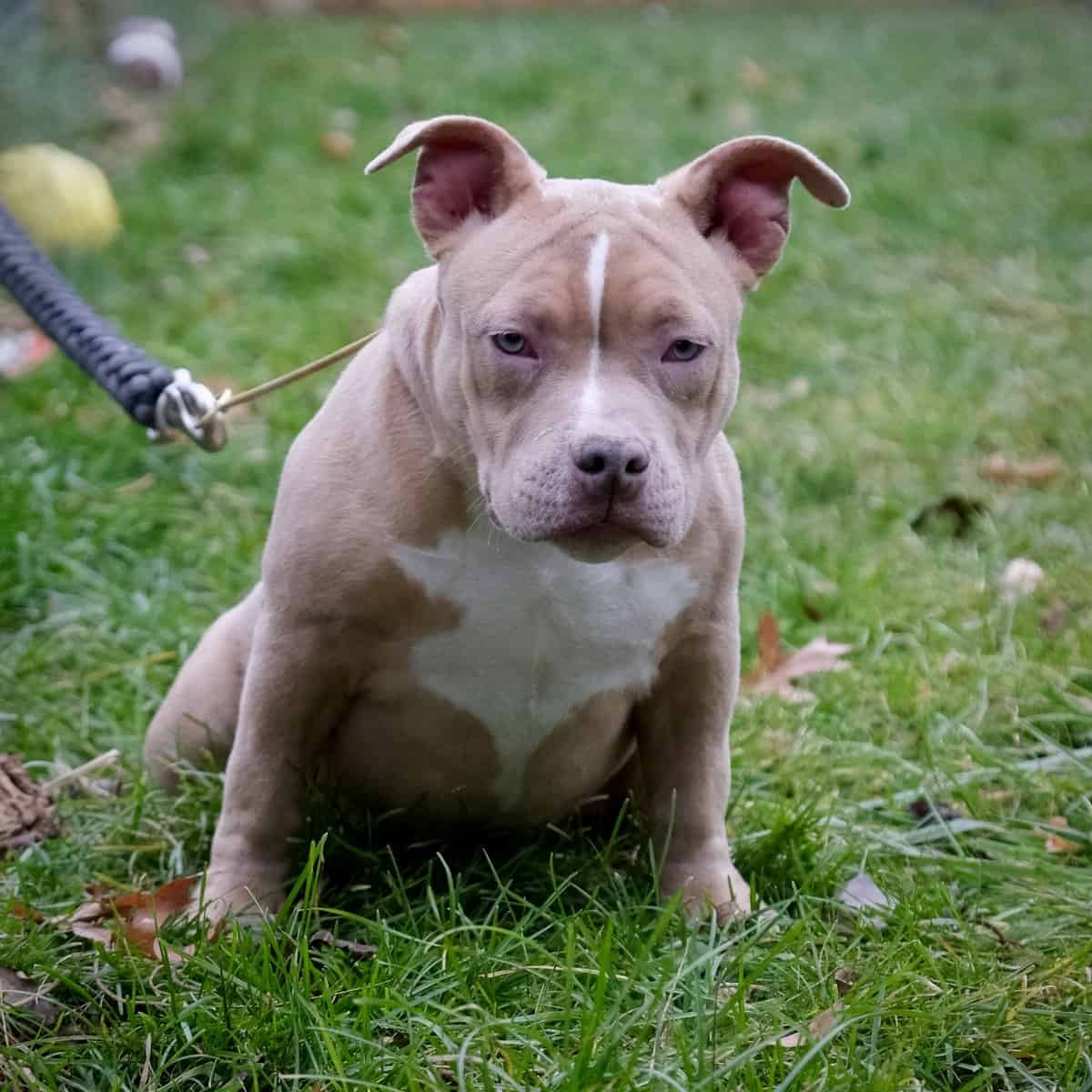 American bully puppy image 6