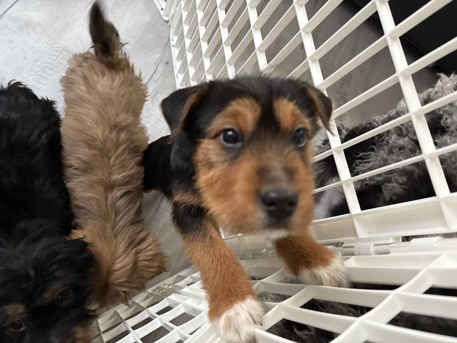 Doodle Puppies image 8