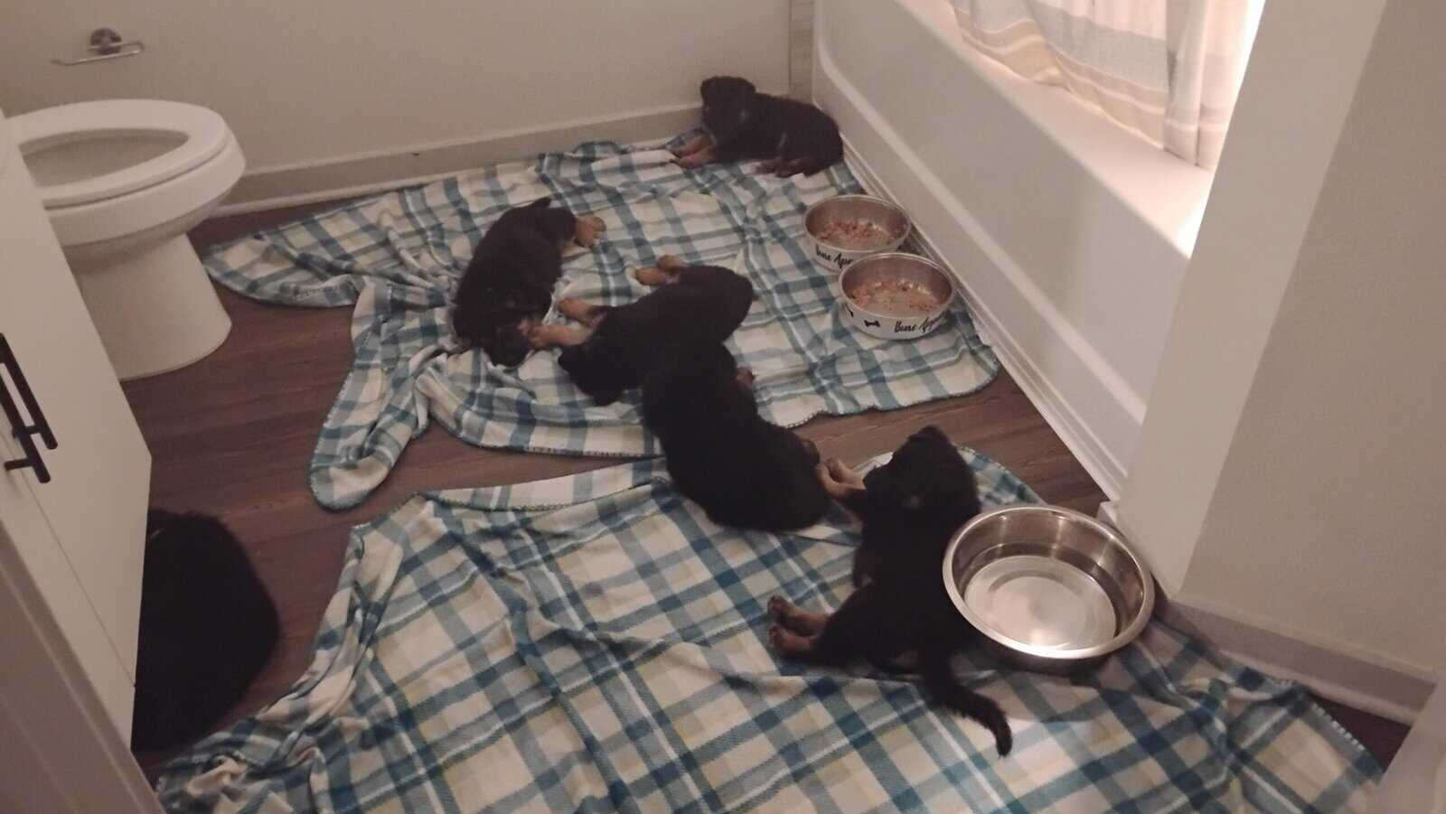German shepherd puppies . Almost ready. 700. image 5