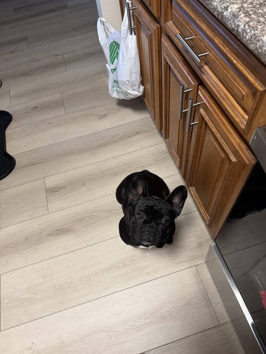 French bulldog image 2