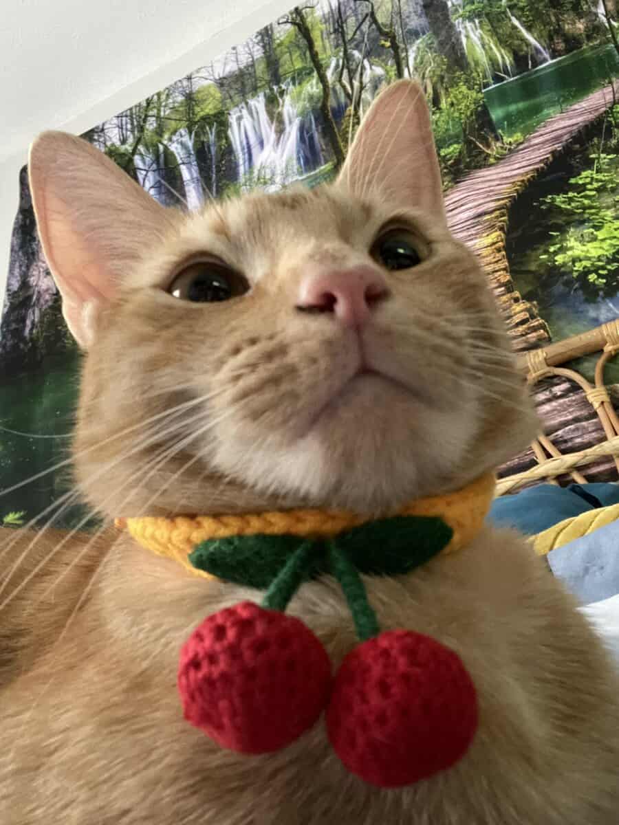 Need to rehome amazing male tabby image 1