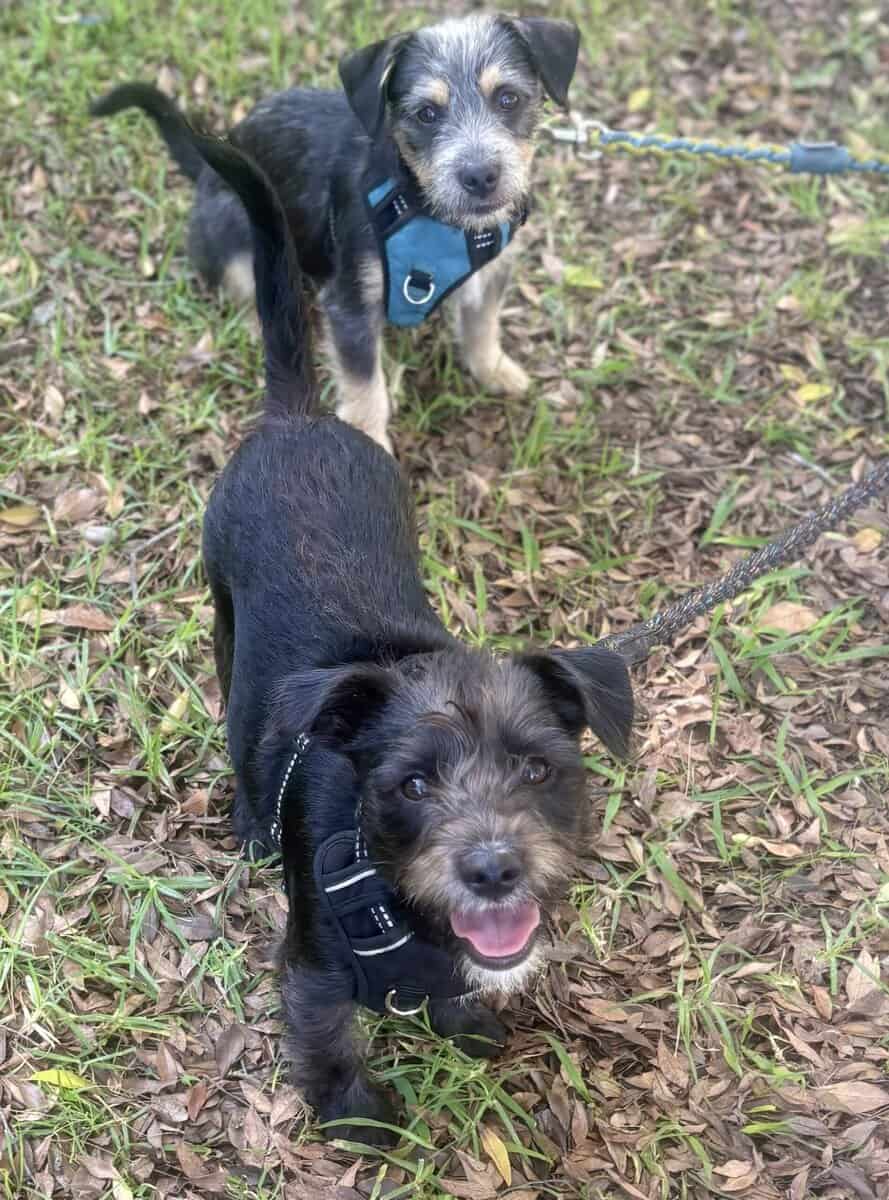 Minature Schnauzer/Terrier Mixed Puppies $400 image 1