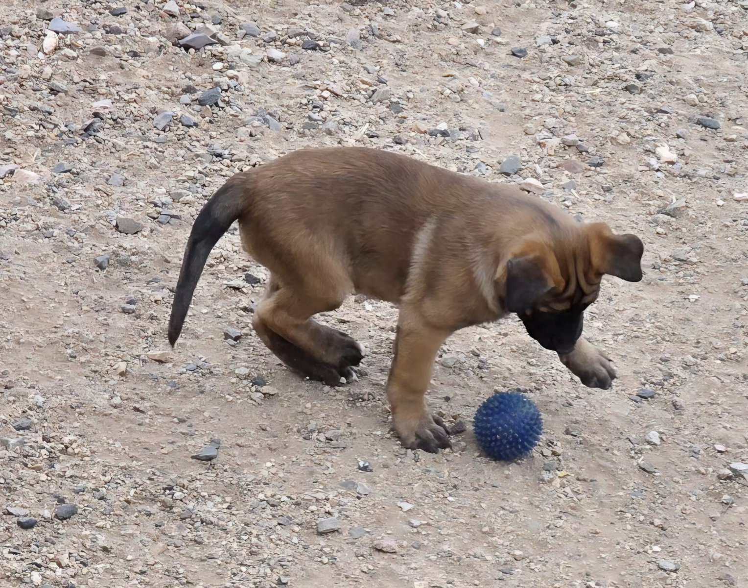 Purebred Belgian Malinois puppies. Now available image 3