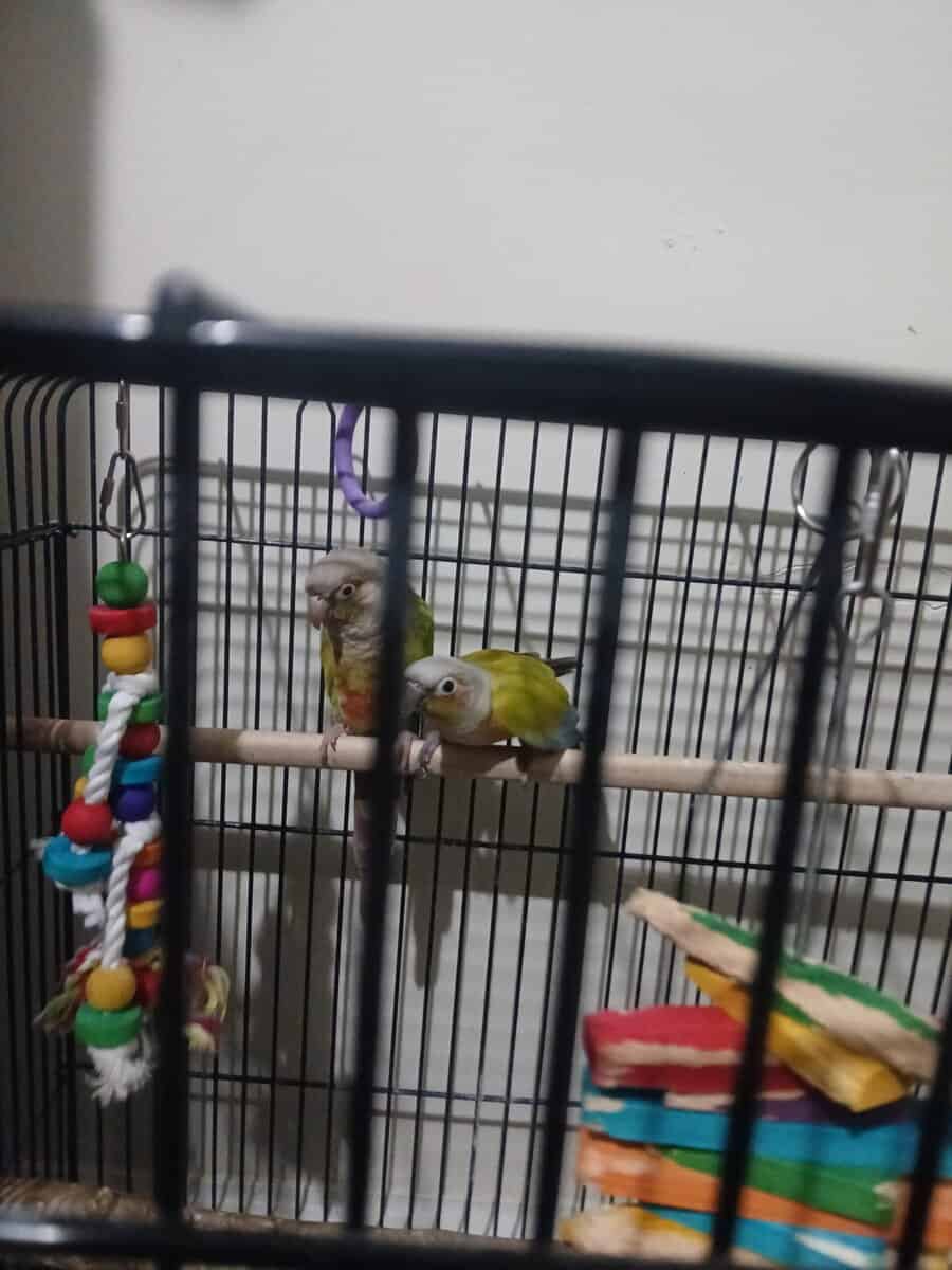 Mated pair of green cheek conures image 1