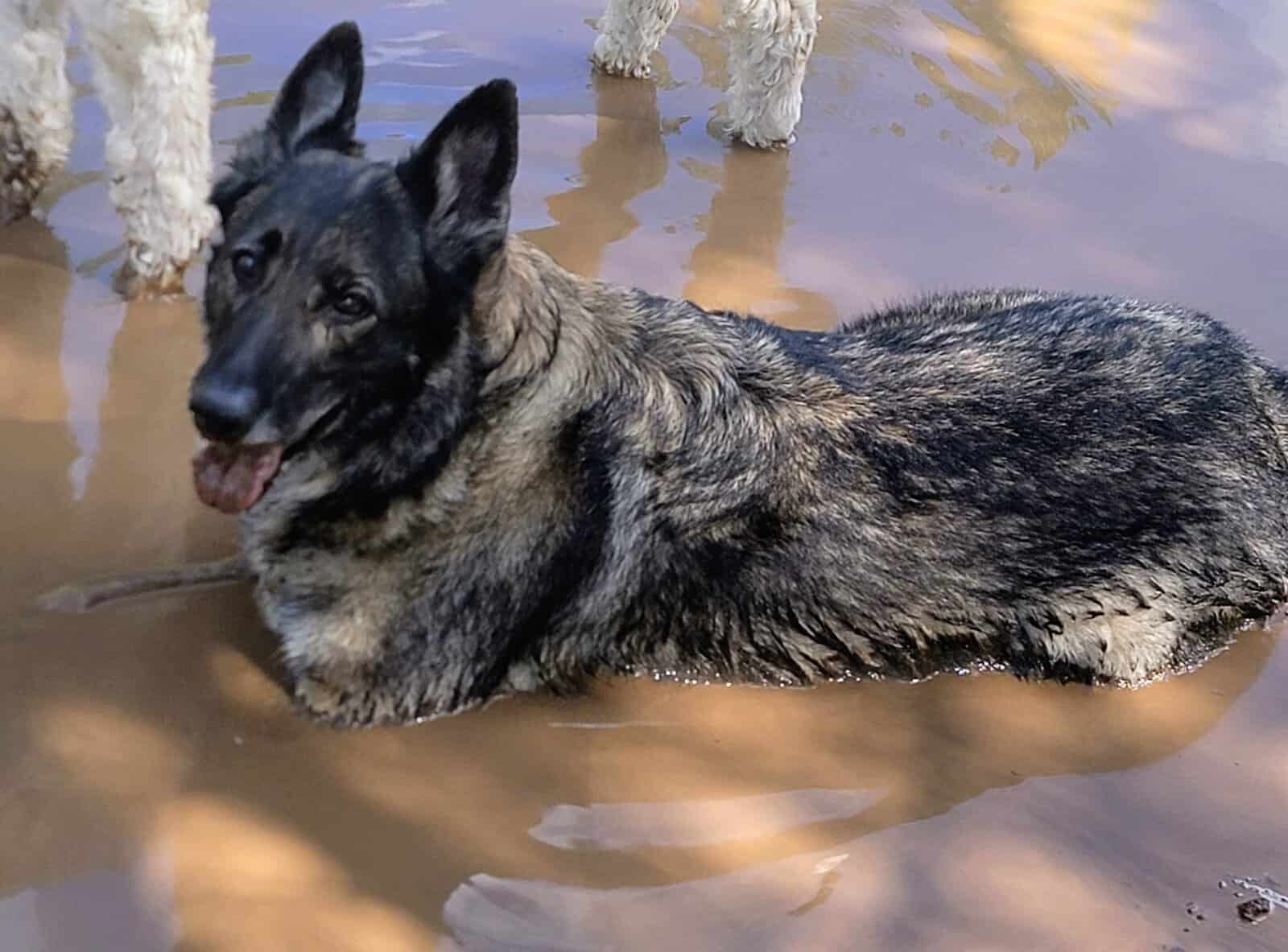 German Shepherd for rehoming image 3