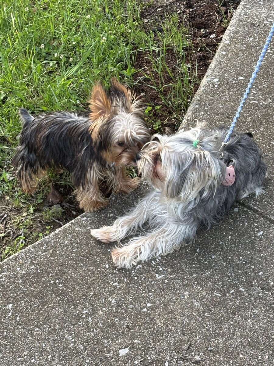 Yorkies yorkies!!!! image 18