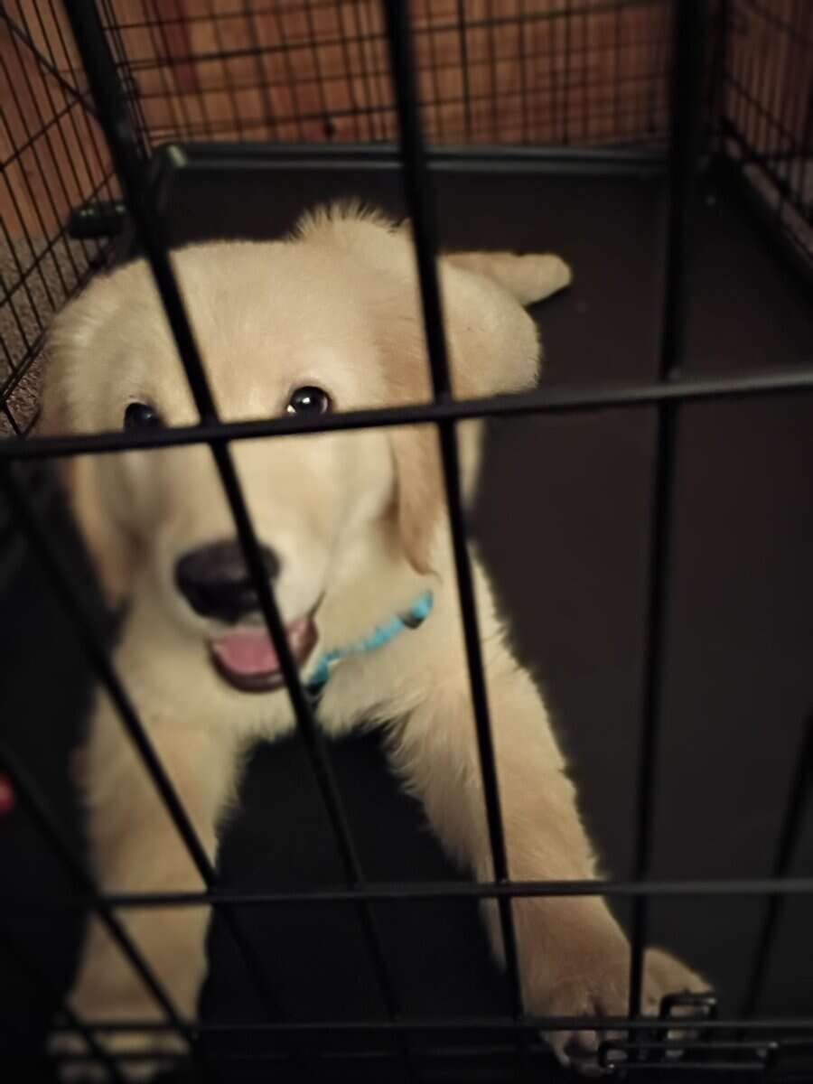 Golden Retriever for sale image 7