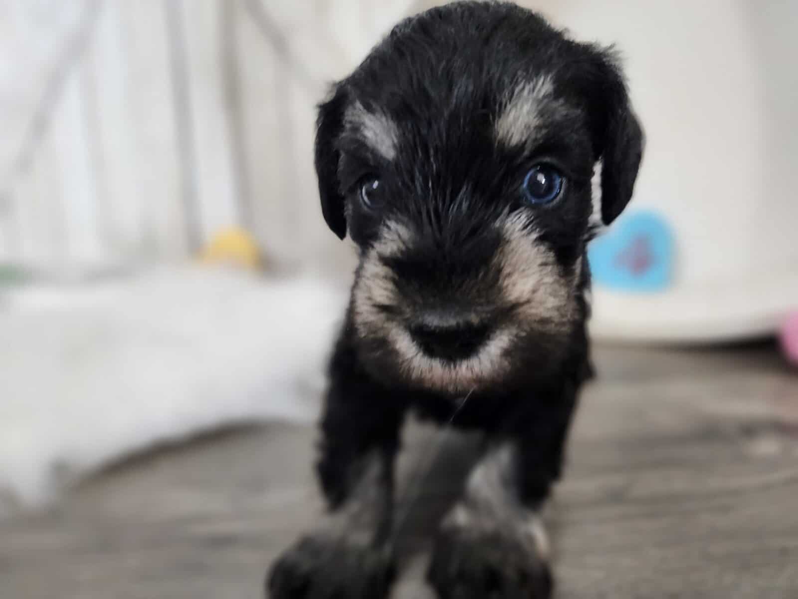 Miniature schnauzer thor image 4