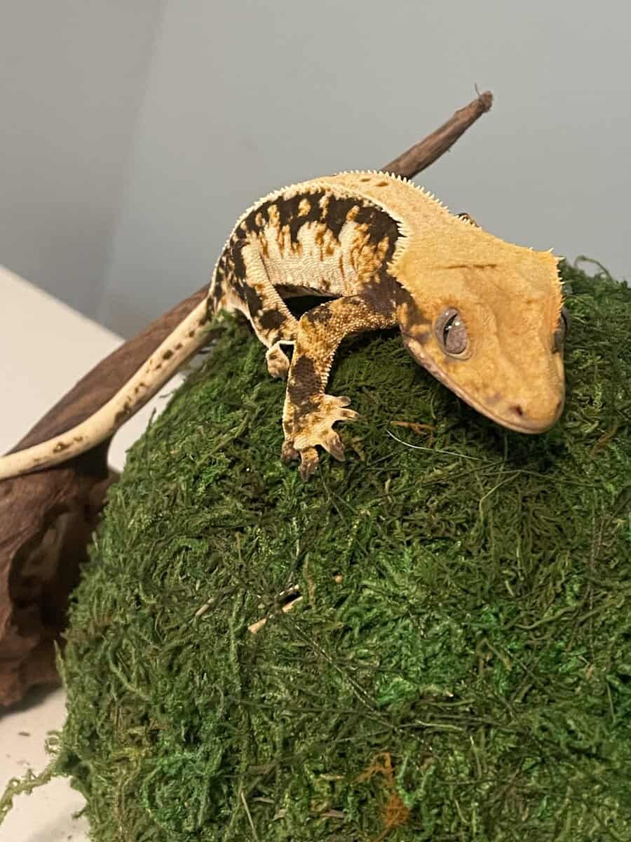 Tricolor lily white male crested gecko image 3