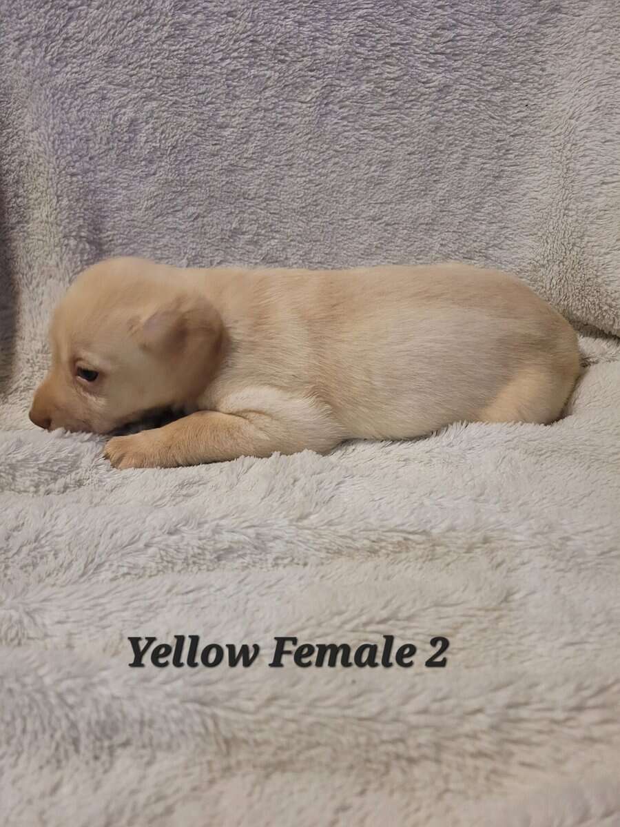 Lab Puppies image 8