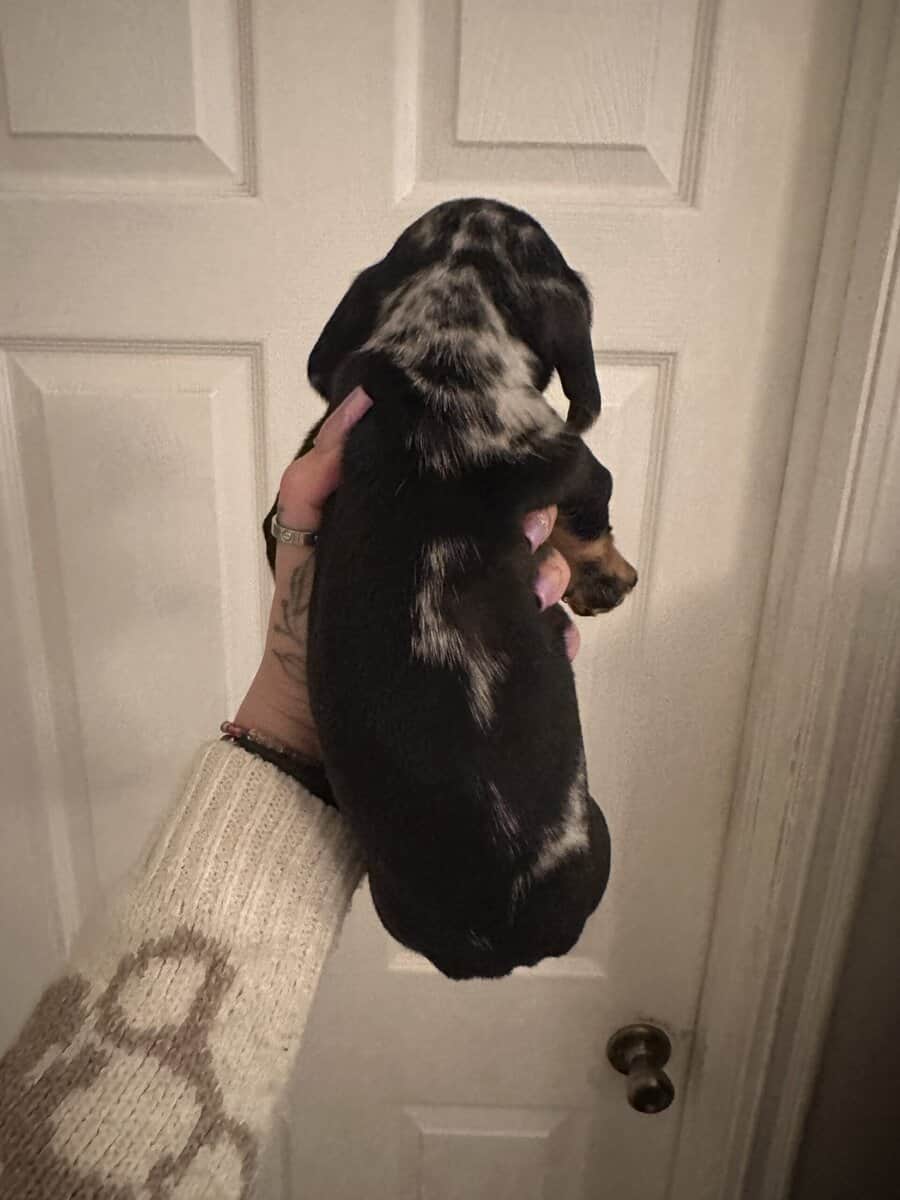 Dachshund Puppies image 13