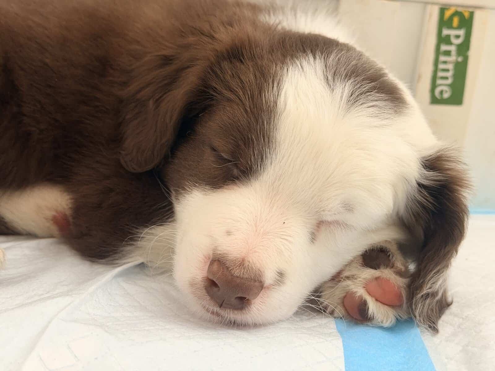 Border Collie Pups - READY NOW! image 10