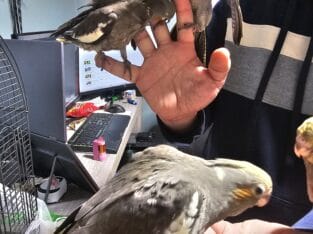 Babys cockatiels