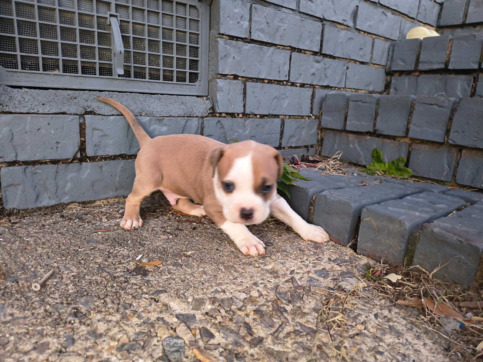 Pitbull puppies for sale image 1