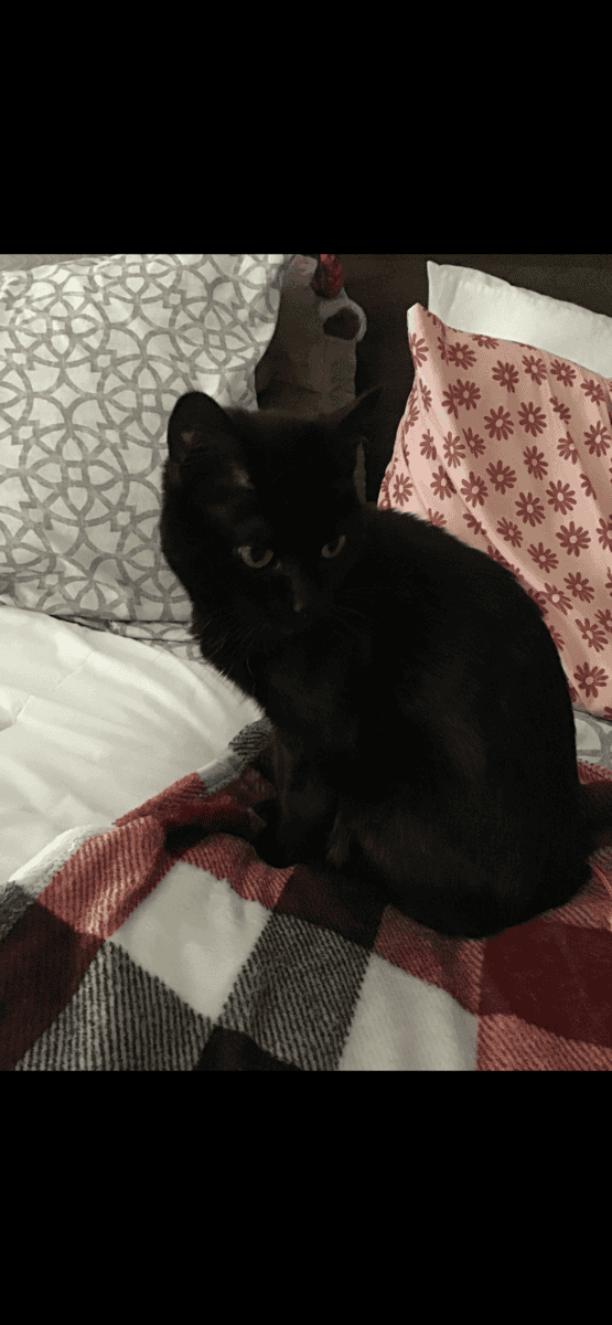Free Domestic short hair, female cat image 1