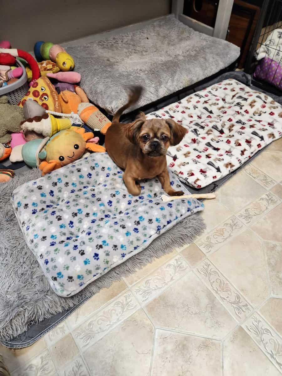 Rehome 6 month old puppy image 1