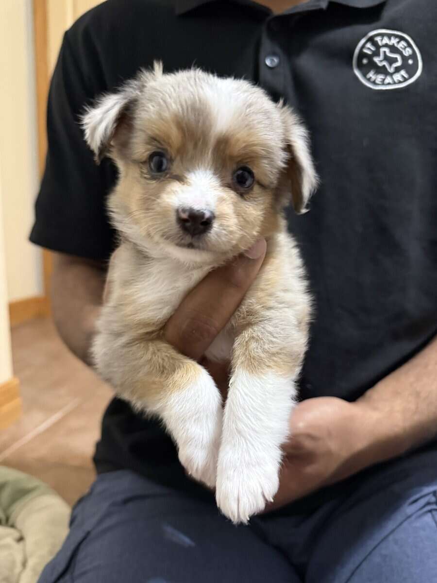 Toy Australian Shepherds image 4