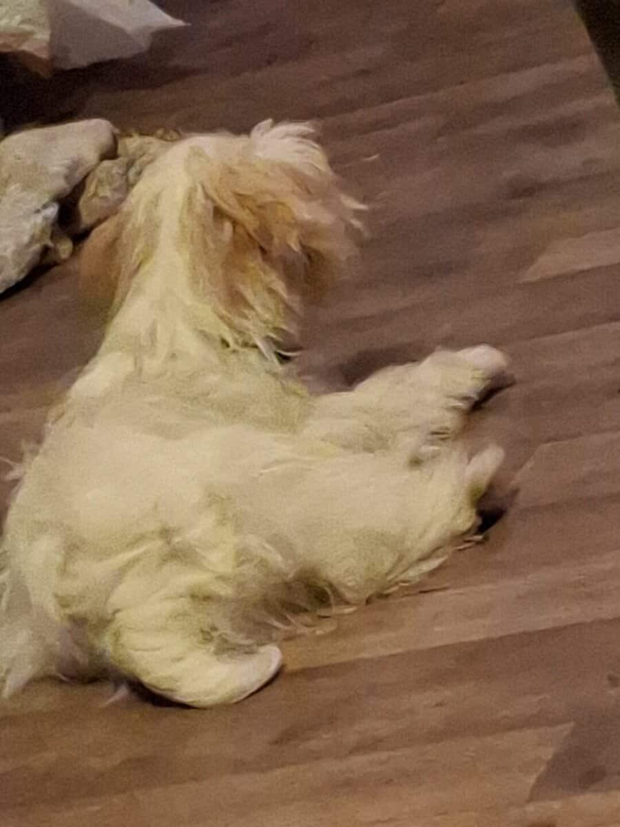 Shih tuz puppies image 4