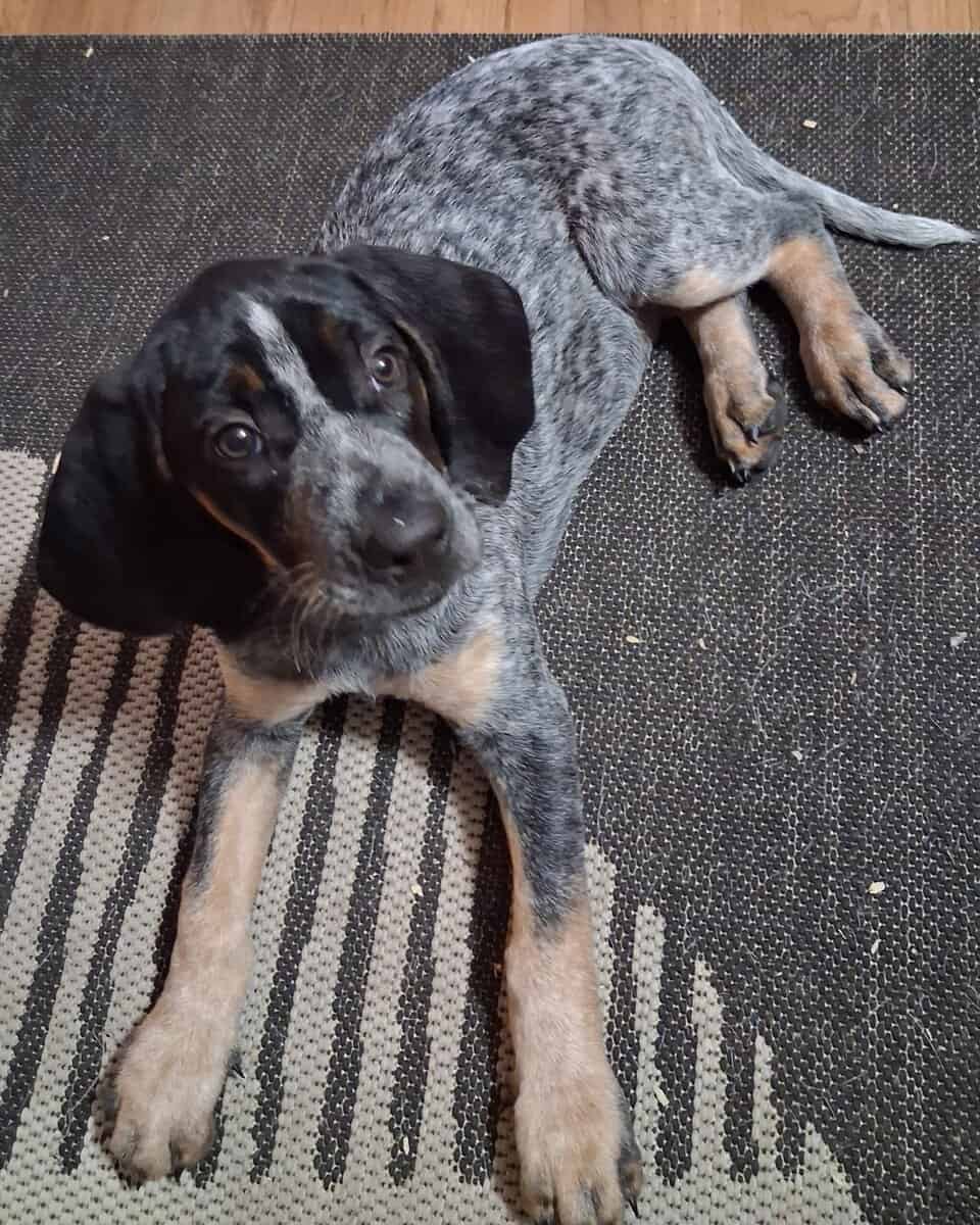 UKC Bluetick Coonhound image 1