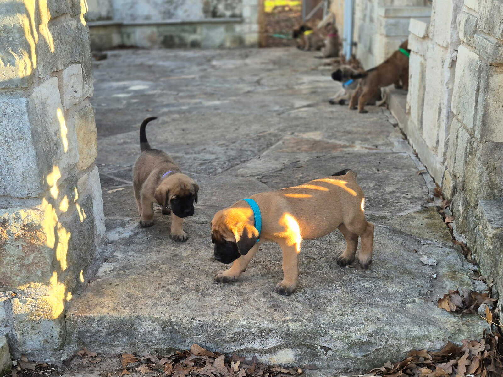 English mastiff image 7
