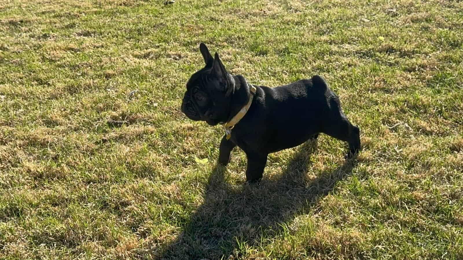 Rehoming my amazing French Bulldogs image 8