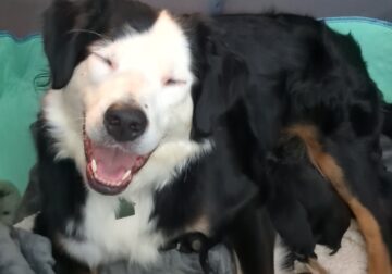 Australian Shepherd mixed puppies
