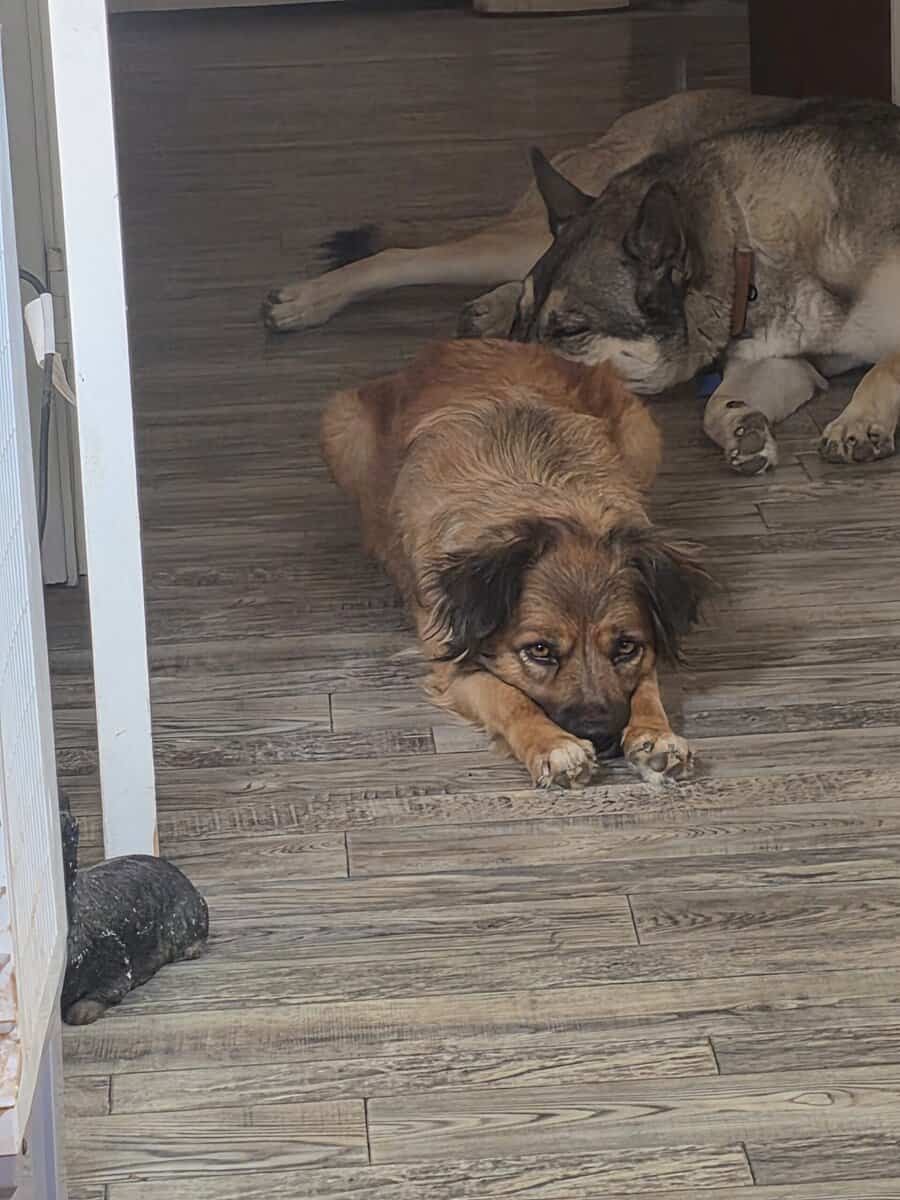 Dog in search of a forever home. image 4