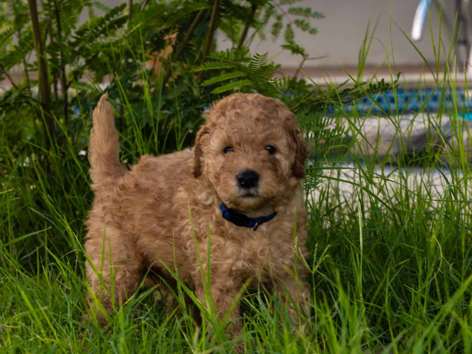 Udon - Family raised Male F1B Goldendoodle image 4