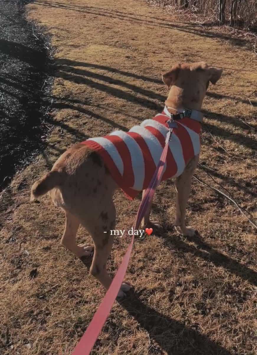 North American Mastiff image 4