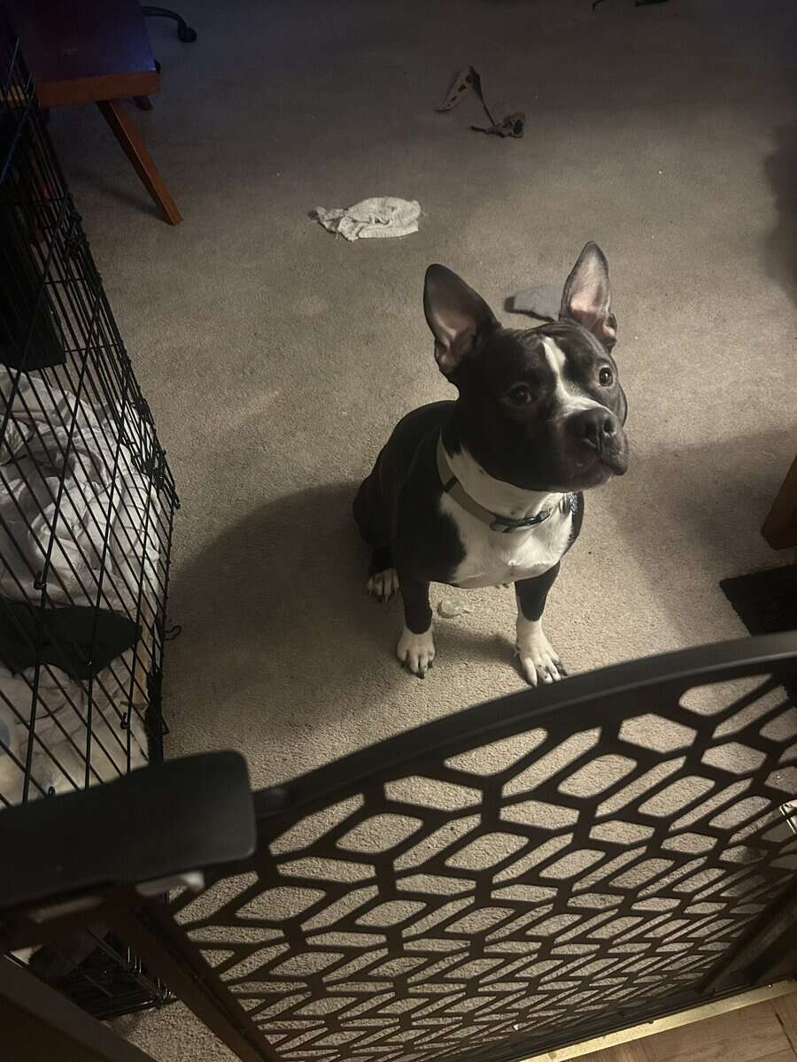 1 year old pitbull terrier image 1