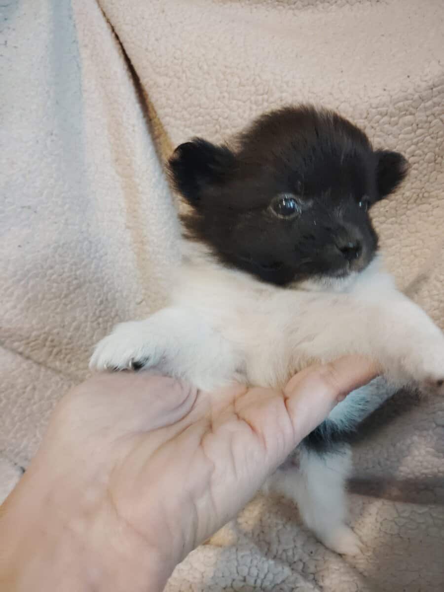 Pomeranian Puppies image 2