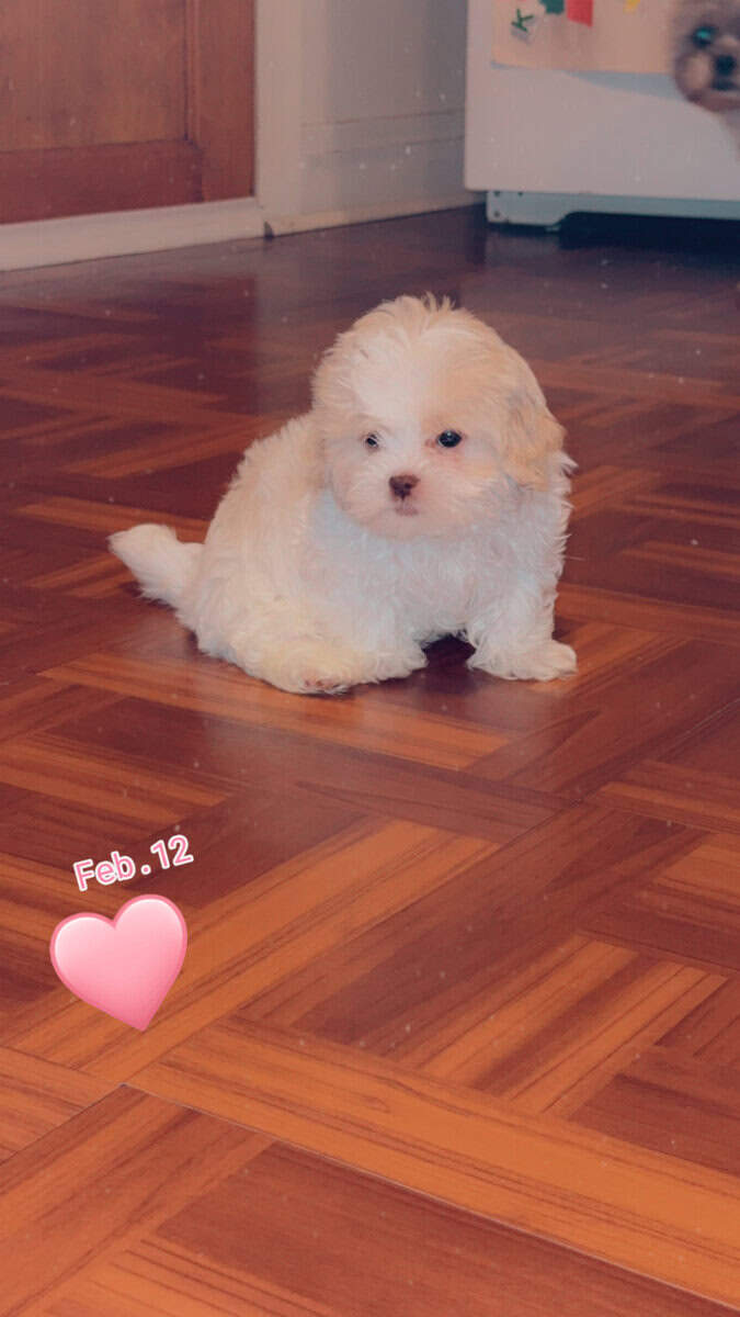 8 week shiz tzu girl puppy ready for a loving home image 3