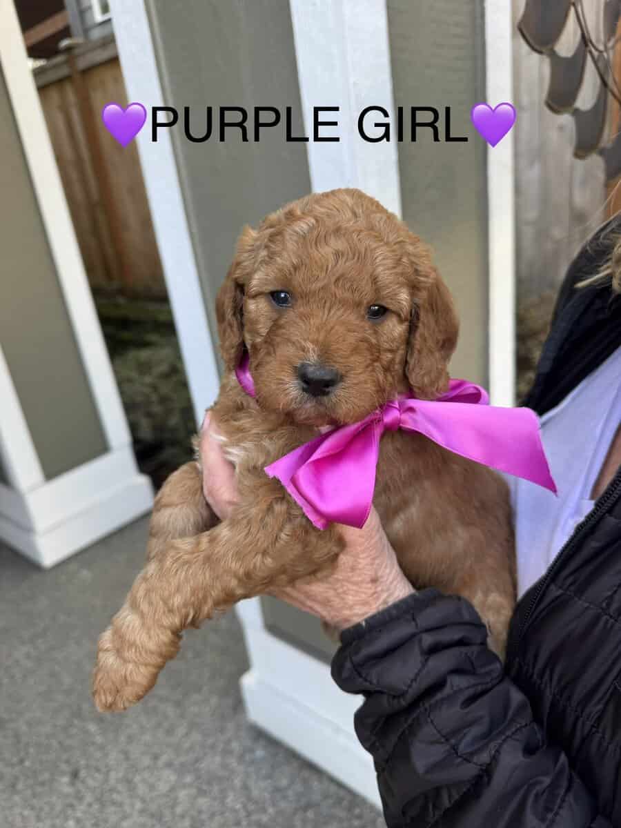Min golden doodle puppies image 2