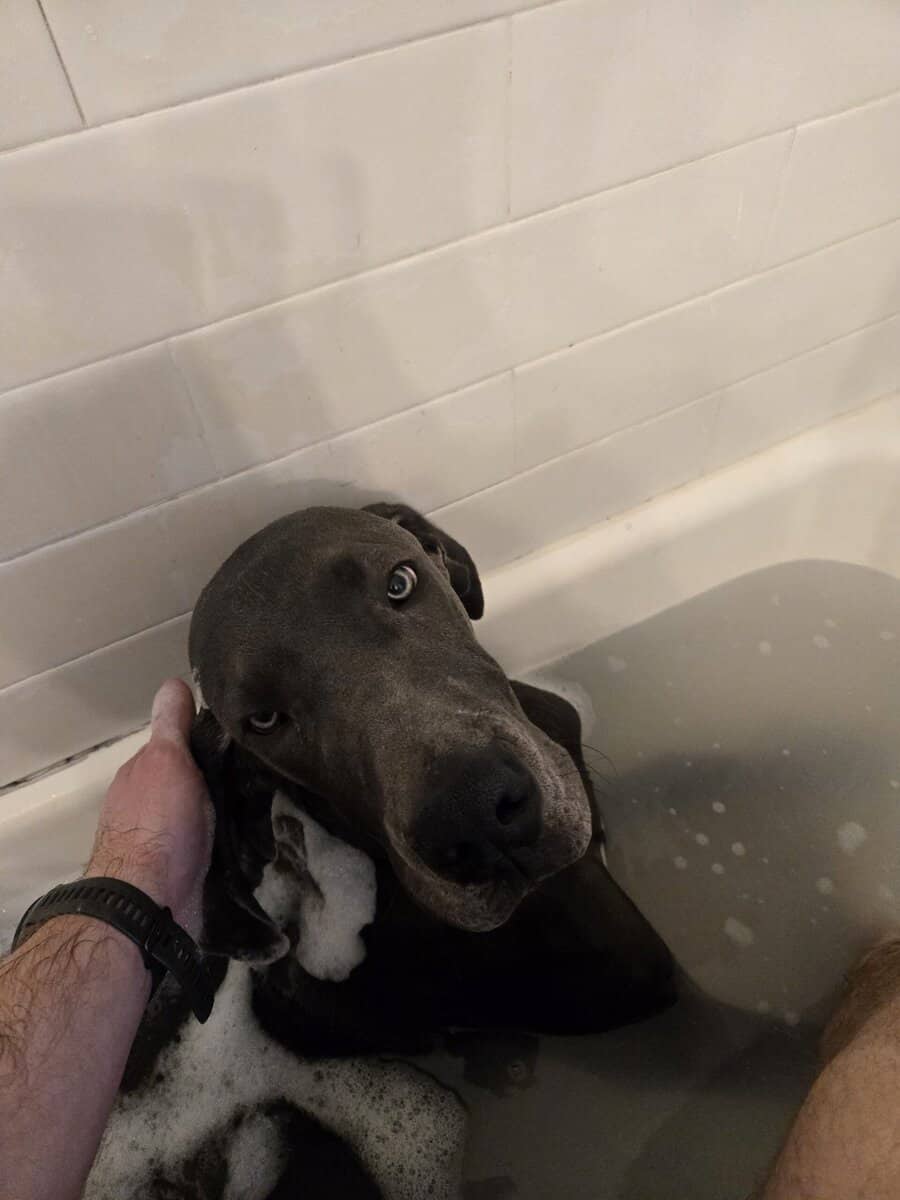 Blue Great Dane for sale image 3