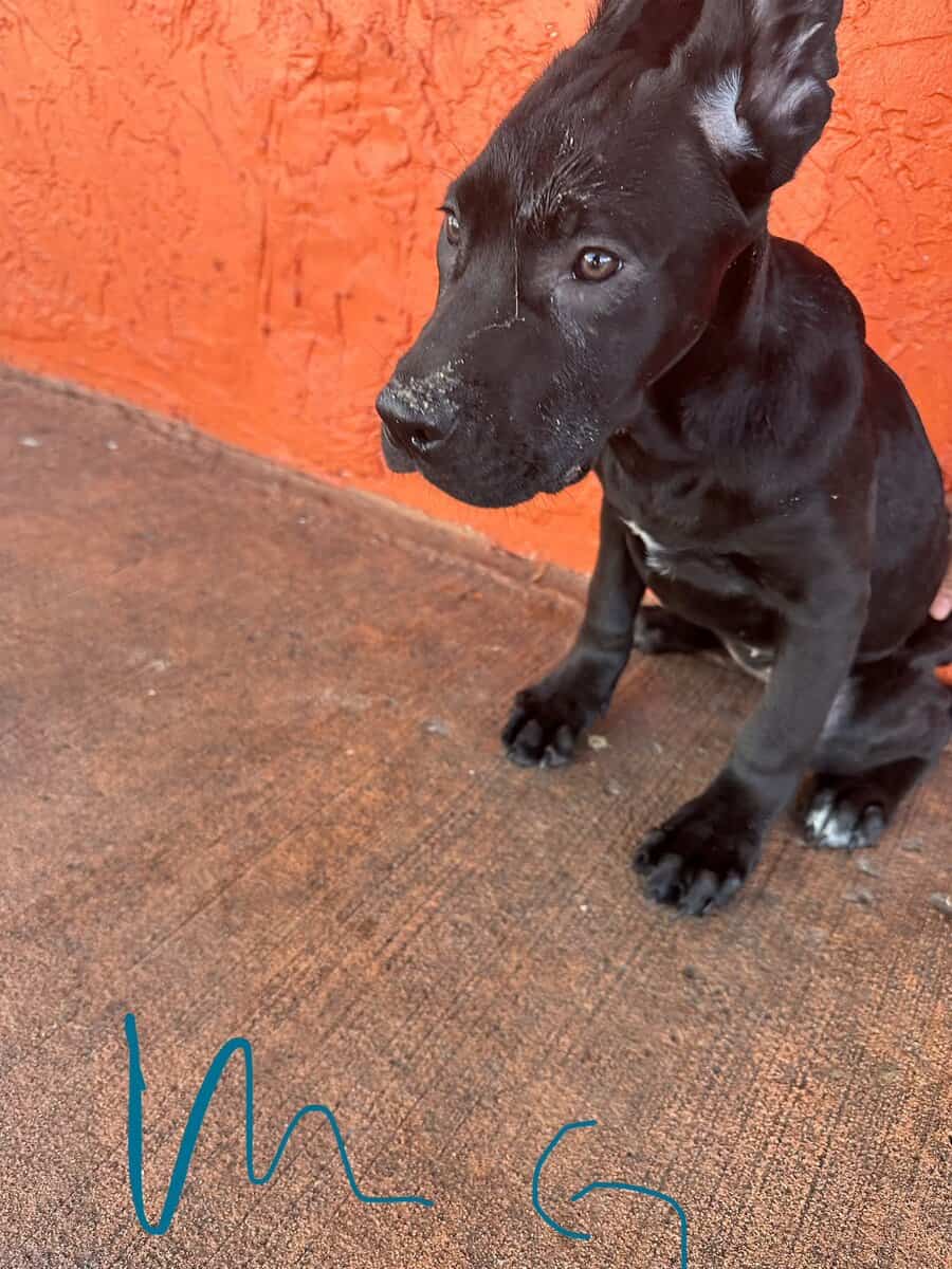 Cane corso puppies image 3