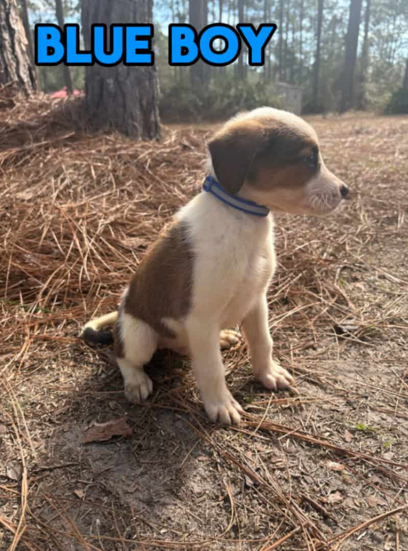 Aussie x Blackmouth Cur puppies for adoption image 14
