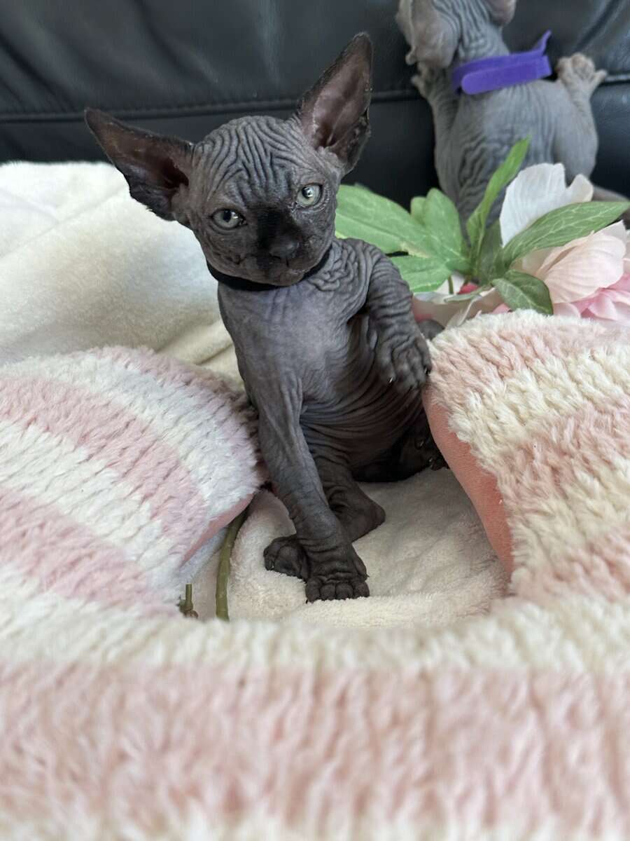 Sphynx image 6