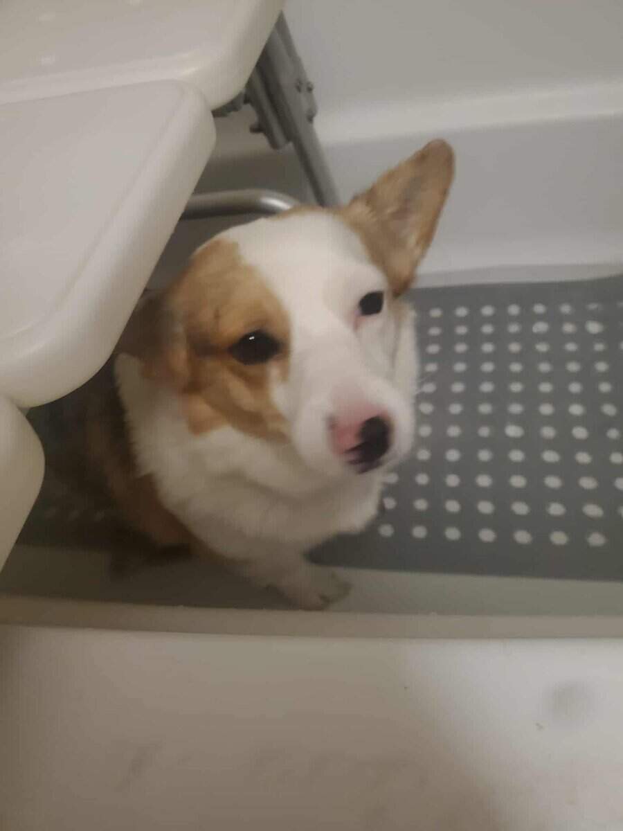 Colorful Corgi in need of a home image 5