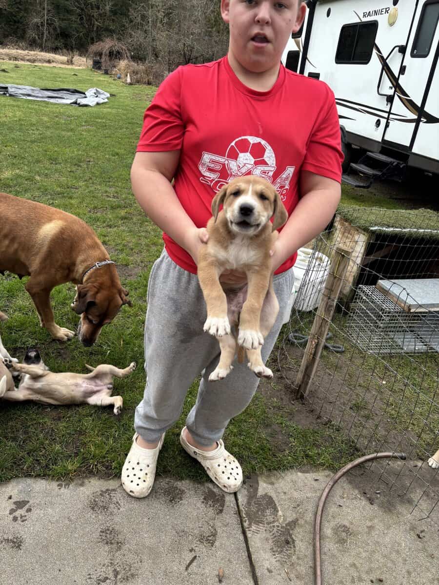 Puppies (large breed) image 3