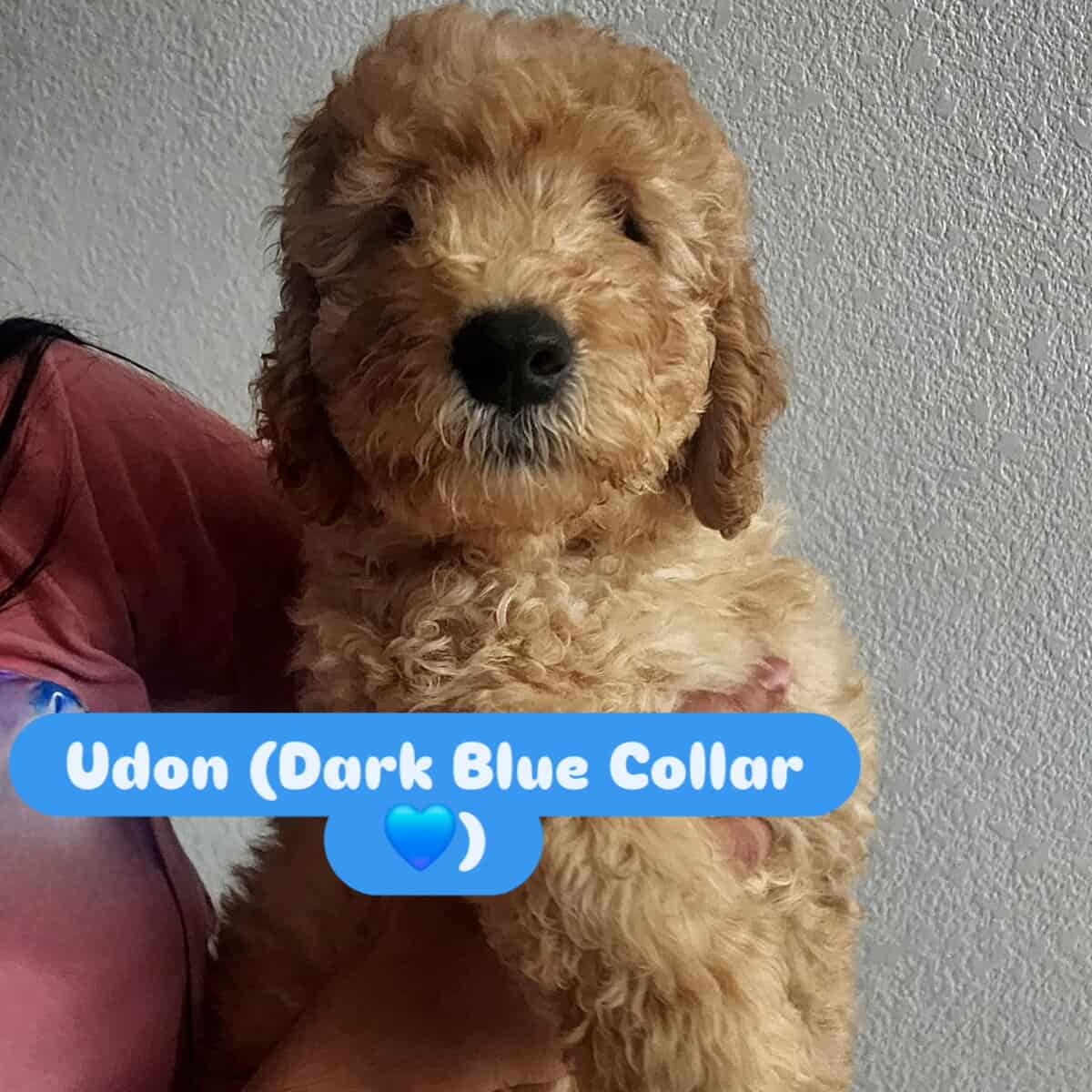 Udon - Family raised Male F1B Goldendoodle image 3