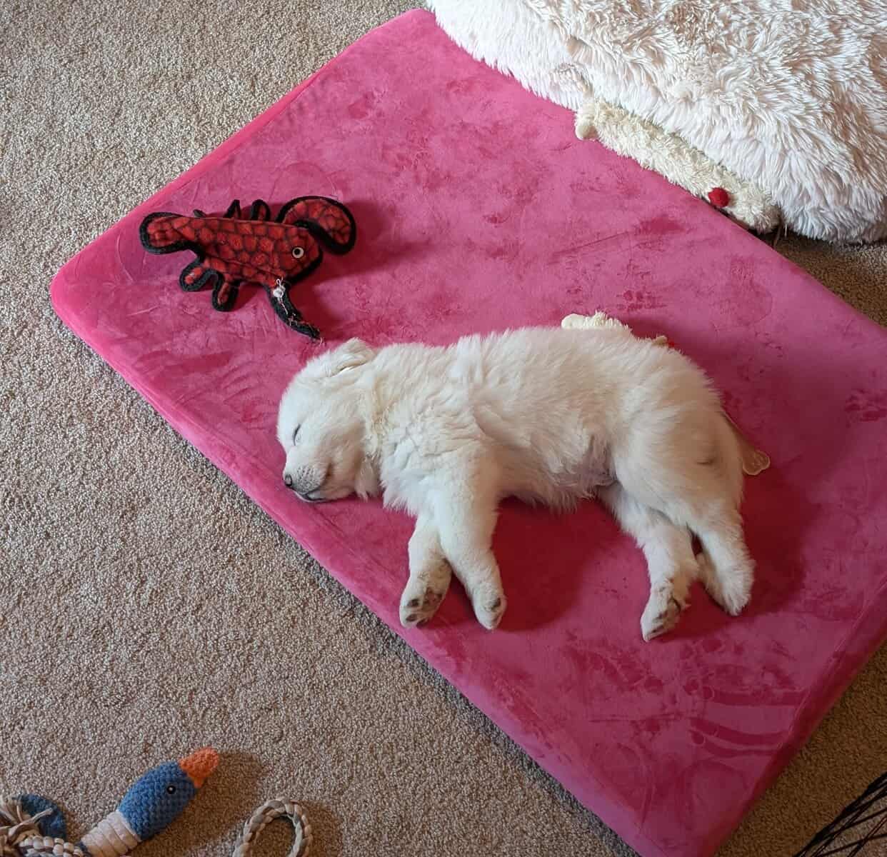 Great Pyrenees Puppies for Sale image 2