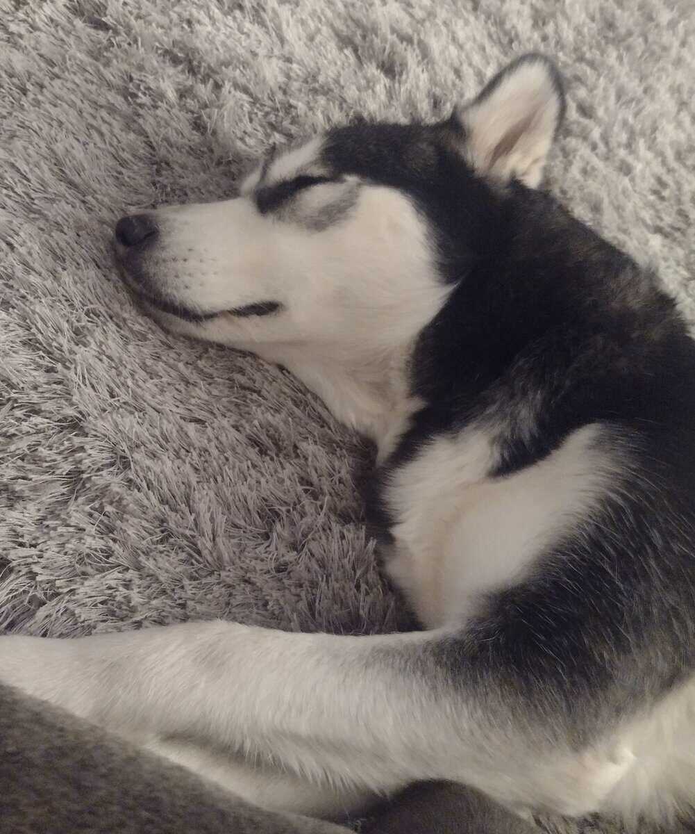 Siberian husky puppies image 2