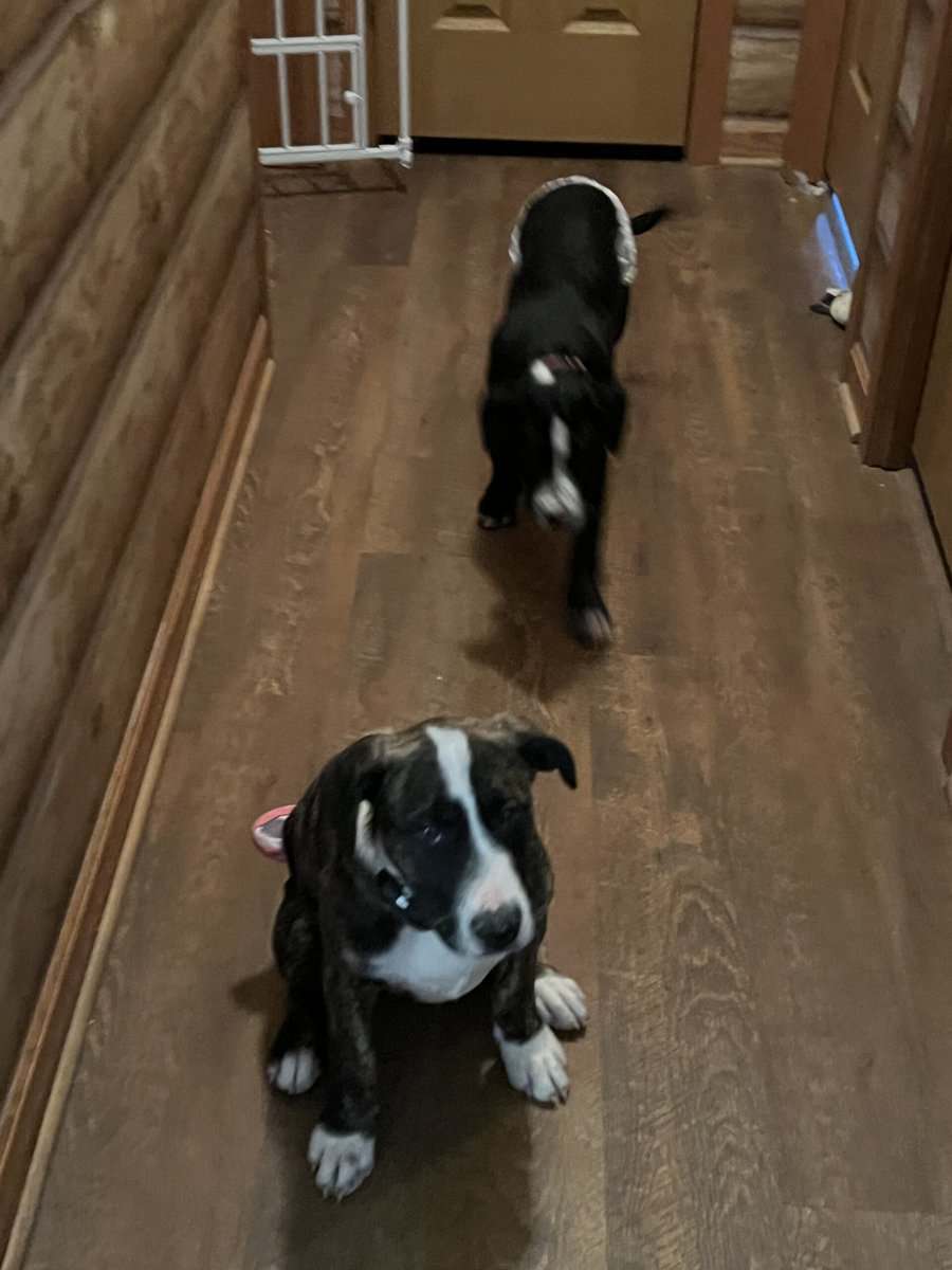 14 week old puppies image 3