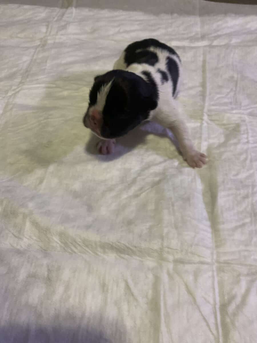 Male french bulldog image 1