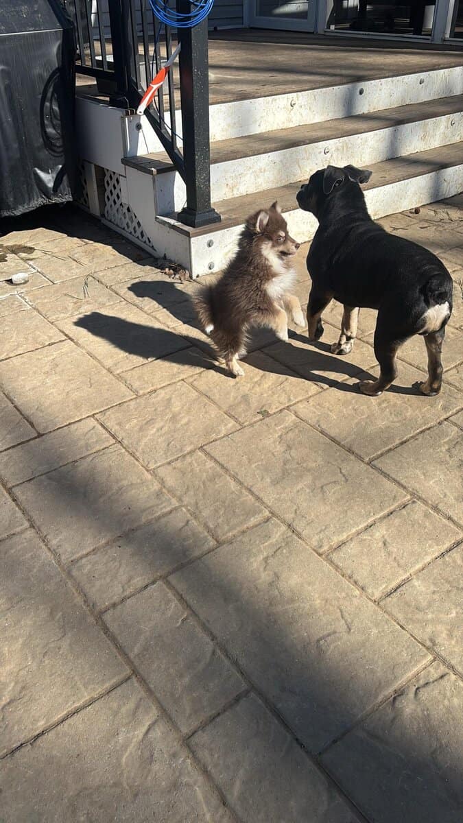 Pomsky Mix for sale! image 4
