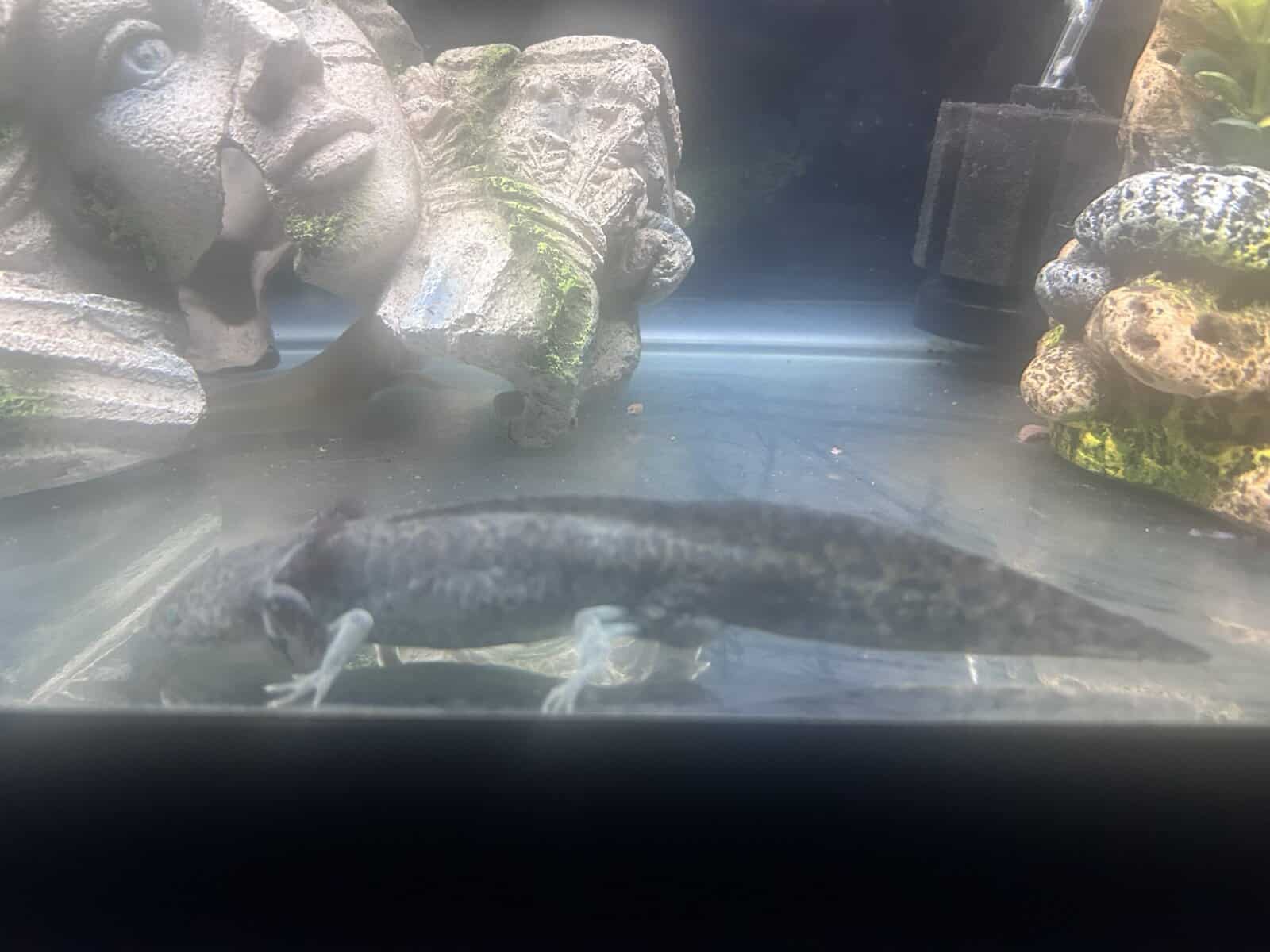Axolotls image 4