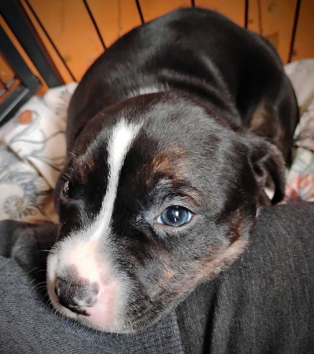 Pitt/Beagle mix puppies for sale image 3