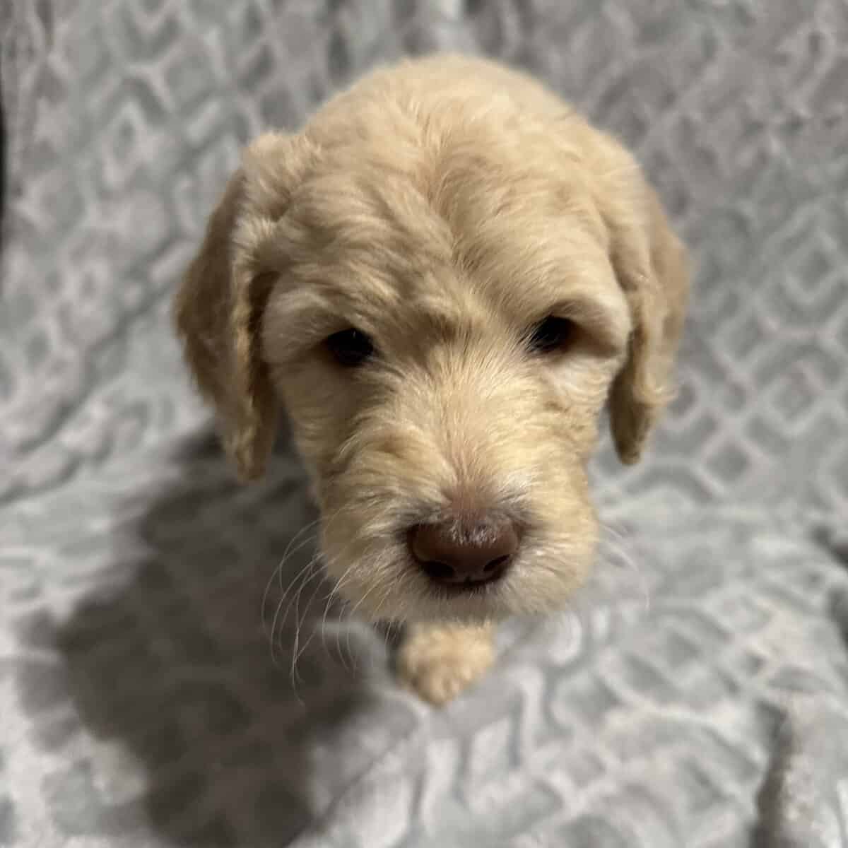 Golden Doodle Puppies image 9