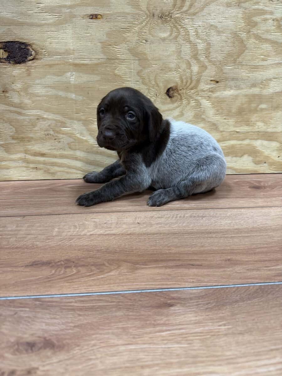 AKC Registered GSP Puppies image 7